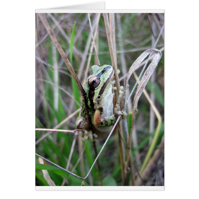 Pacific Treefrog or Chorus Frog (Front)