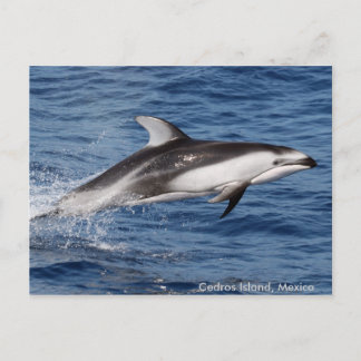 Pacific White Sided Dolphin Postcards