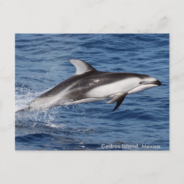 Pacific White Sided Dolphin Postcards (Front)
