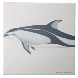 Pacific White-Sided Dolphin Tile