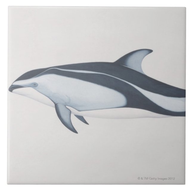Pacific White-Sided Dolphin Tile (Front)