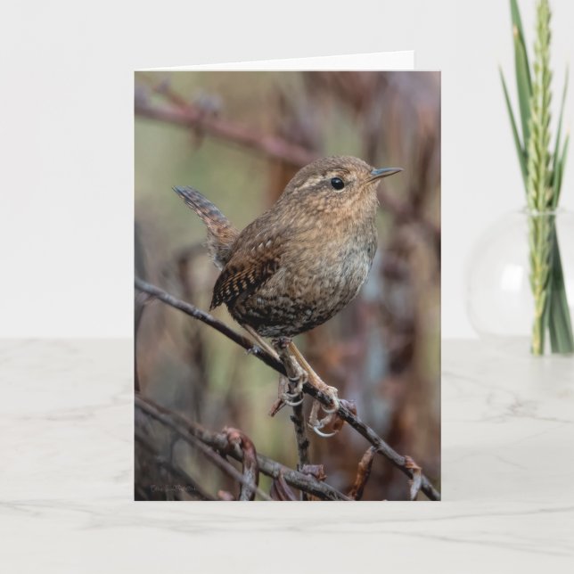 Pacific Wren Thank You Card (Front)