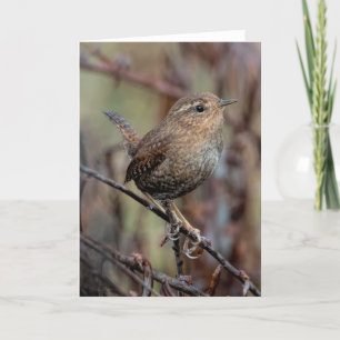 Pacific Wren Thank You Card
