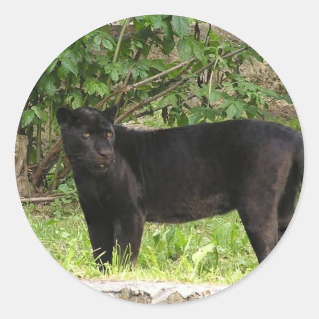 Pacing Panther Stickers (Front)