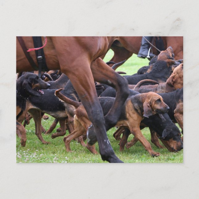 pack of bloodhounds postcard (Front)