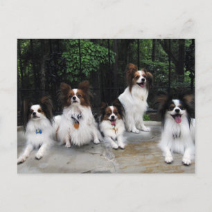 Pack of Papillons from Hershey Kiss Hero Kennels Postcard
