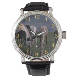 Pack Of Piebald Horses Drinking, Watch