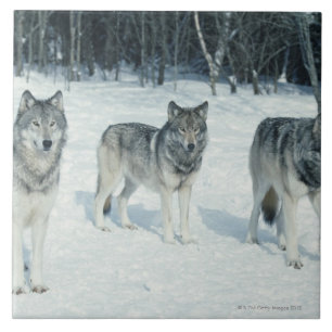 Pack of wolves at edge of snowy forest ceramic tile