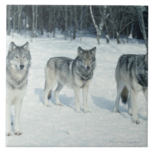 Pack of wolves at edge of snowy forest ceramic tile (Front)