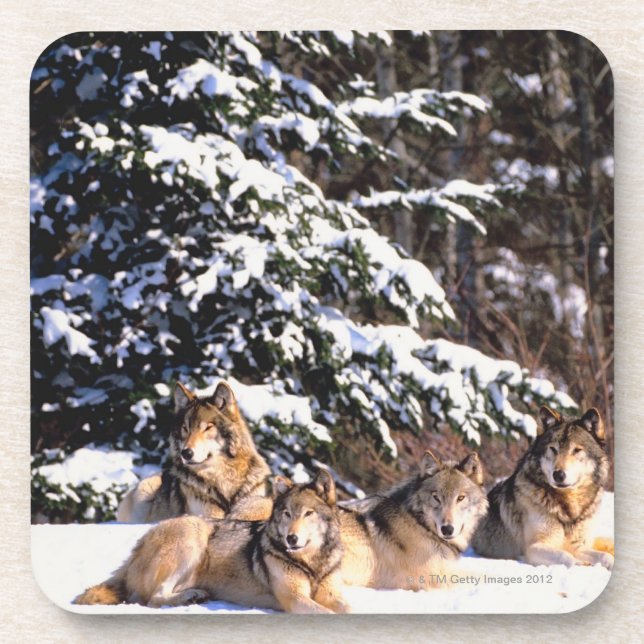 Pack of wolves in winter coaster (Front)