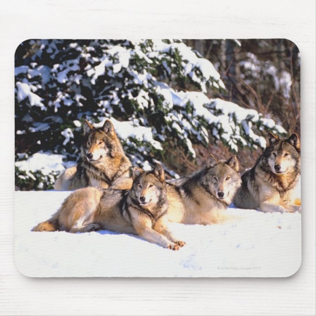 Pack of wolves in winter mouse pad (Front)