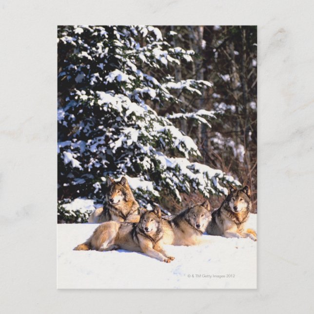 Pack of wolves in winter postcard (Front)