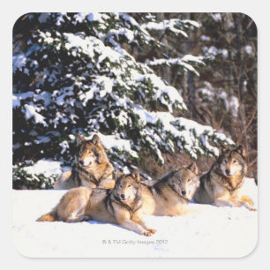 Pack of wolves in winter square sticker