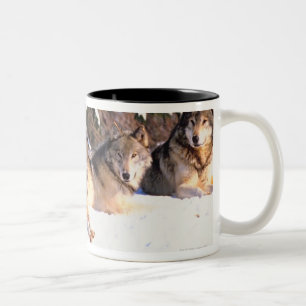 Pack of wolves in winter Two-Tone coffee mug