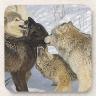 Pack of wolves interacting coaster