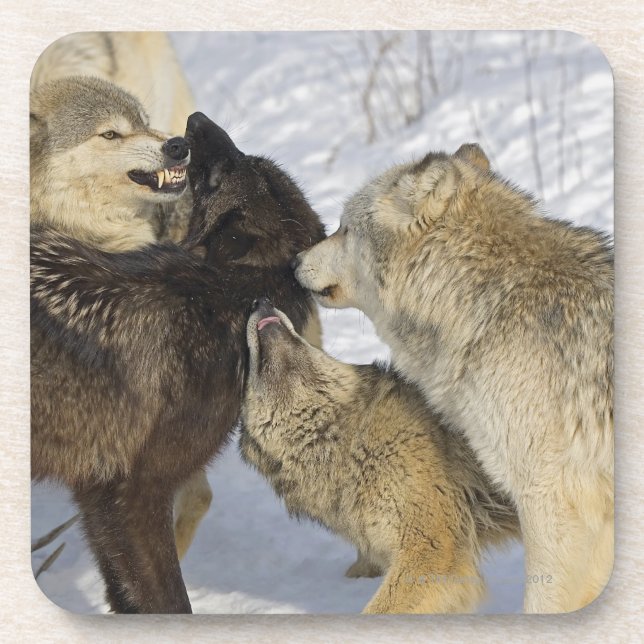 Pack of wolves interacting coaster (Front)