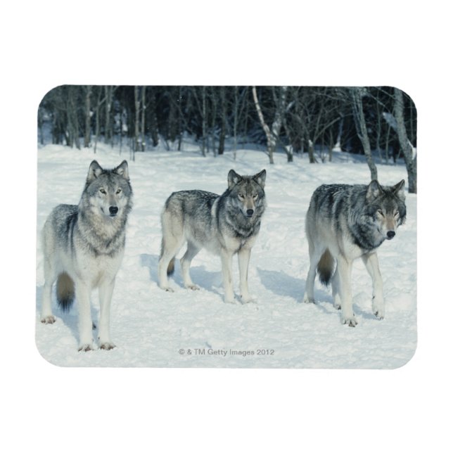 Pack of Wolves Magnet (Horizontal)