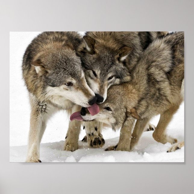 Pack or wolves poster (Front)