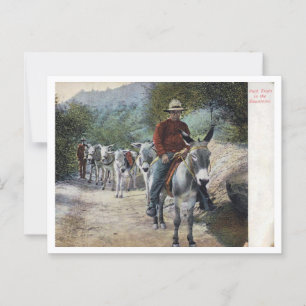 Pack Train in the Mountains Vintage Postcard