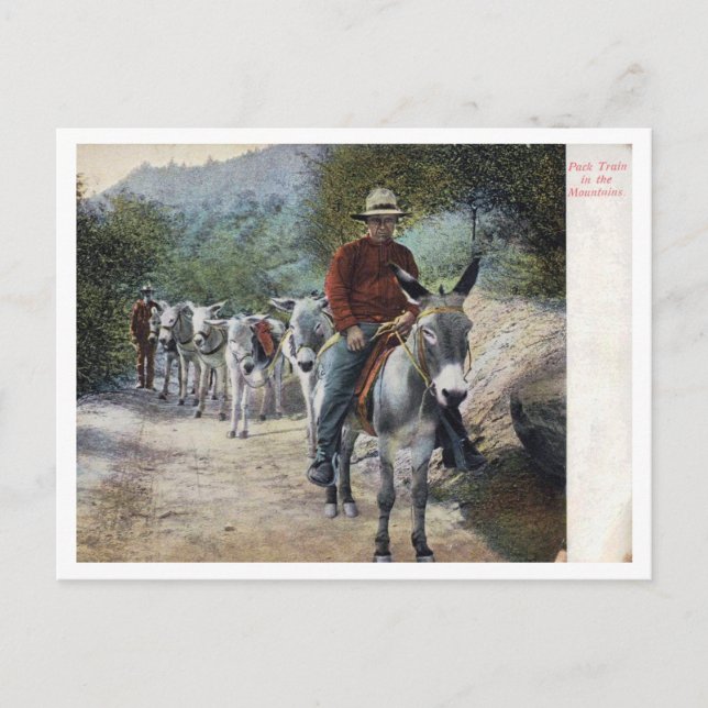 Pack Train in the Mountains Vintage Postcard (Front)