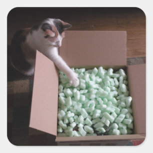 Packing cat stickers