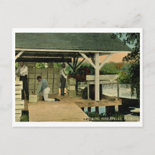 Packing Pineapples, Florida 1914 Vintage Postcard