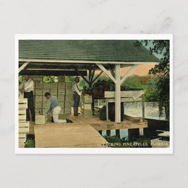 Packing Pineapples, Florida 1914 Vintage Postcard (Front)