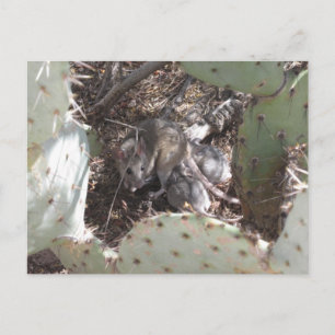 Packrat Mother with Babies Postcard