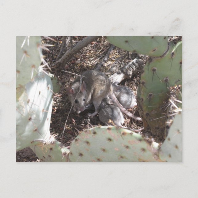 Packrat Mother with Babies Postcard (Front)