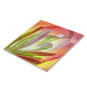 PADDLE PLANT/KALANCHOE/PHOTOG.DIG.EFFECTS CERAMIC TILE