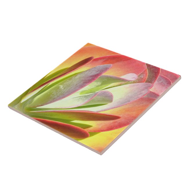 PADDLE PLANT/KALANCHOE/PHOTOG.DIG.EFFECTS CERAMIC TILE (Side)