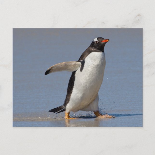 Paddling Gentoo Postcard (Front)