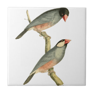 Paddy bird, Rice bird, or Java Sparrow Bird Illust Ceramic Tile