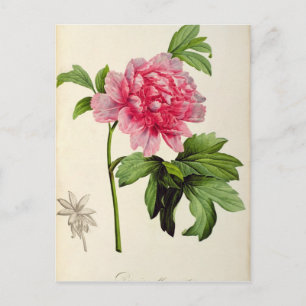 Paeonia Moutan, c.1799 Postcard