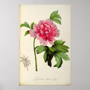Paeonia Moutan, c.1799 Poster