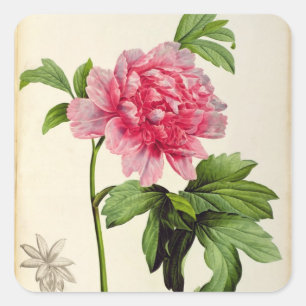 Paeonia Moutan, c.1799 Square Sticker