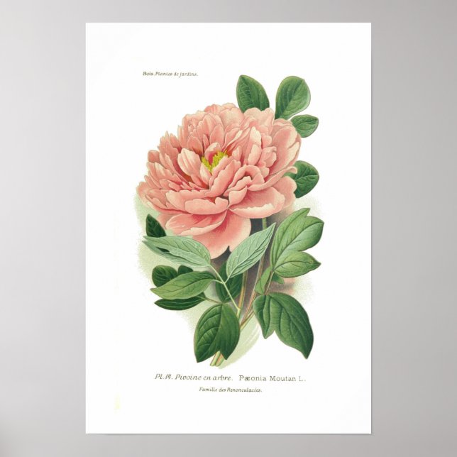 Paeonia moutan (Peony) Poster (Front)