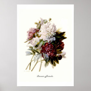 Paeonia officinalis poster