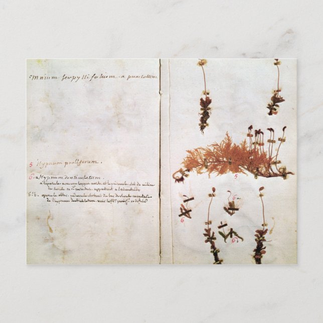 Page 15 from a Herbarium Postcard (Front)