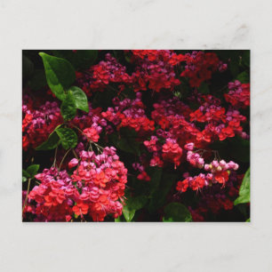 Pagoda Flowers Colourful Red and Pink Postcard