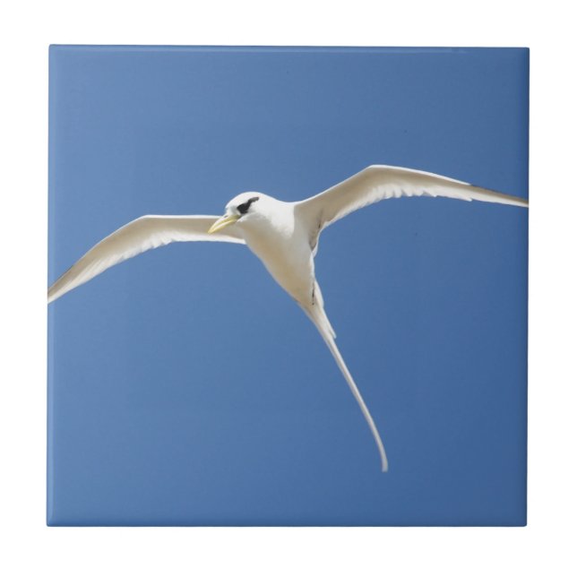 Paille birds in Queue Mauritius Ceramic Tile (Front)