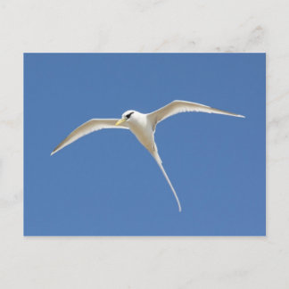 Paille-en-queue Postcard