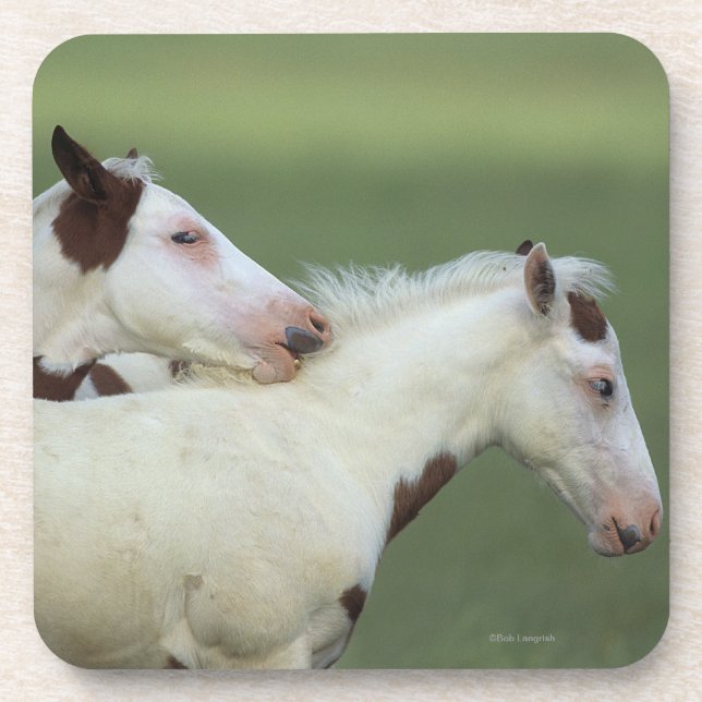 Paint Foals Playing Coaster (Front)
