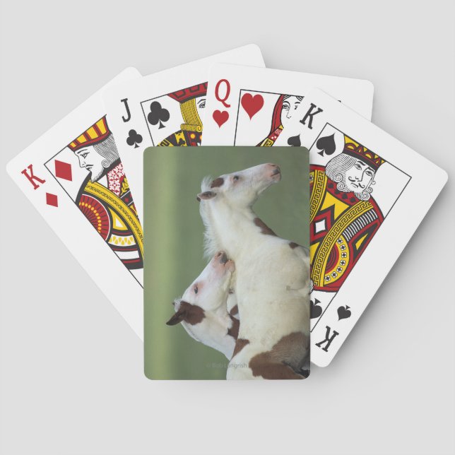 Paint Foals Playing Playing Cards (Back)