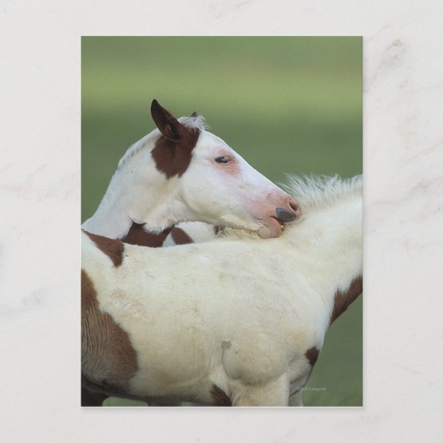 Paint Foals Playing Postcard (Front)