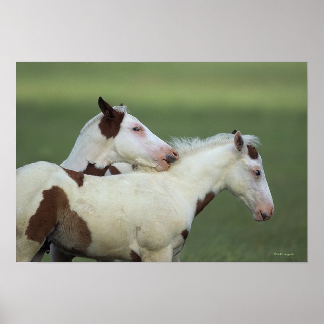 Paint Foals Playing Poster (Front)