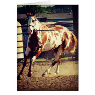 Paint Horse