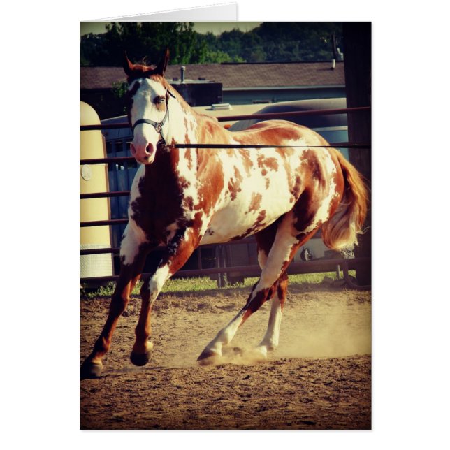 Paint Horse (Front)