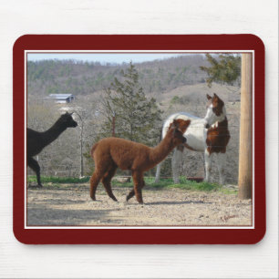 Paint Horse Alpaca Mousepad