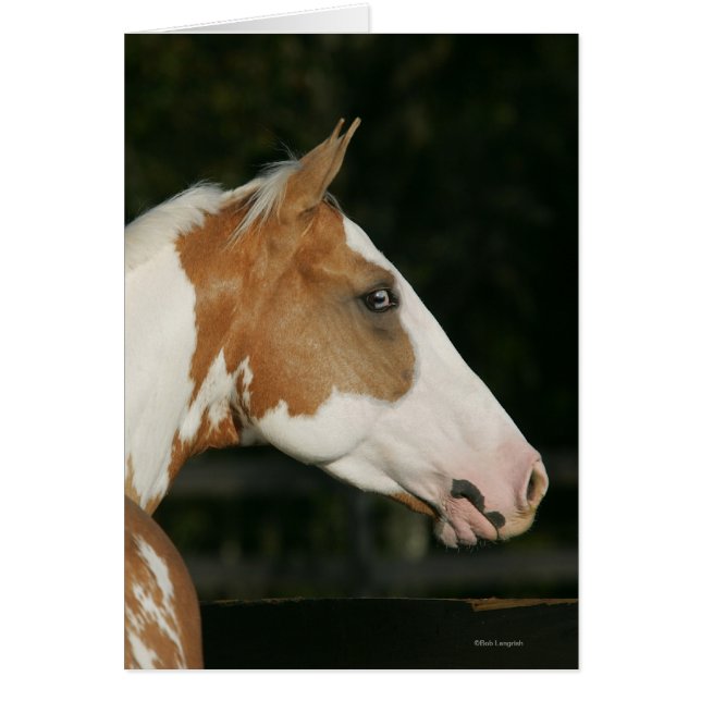 Paint Horse Headshot 2 (Front)